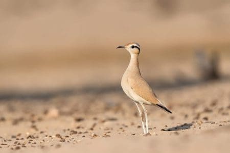 Go Birdwatching in Southern Morocco