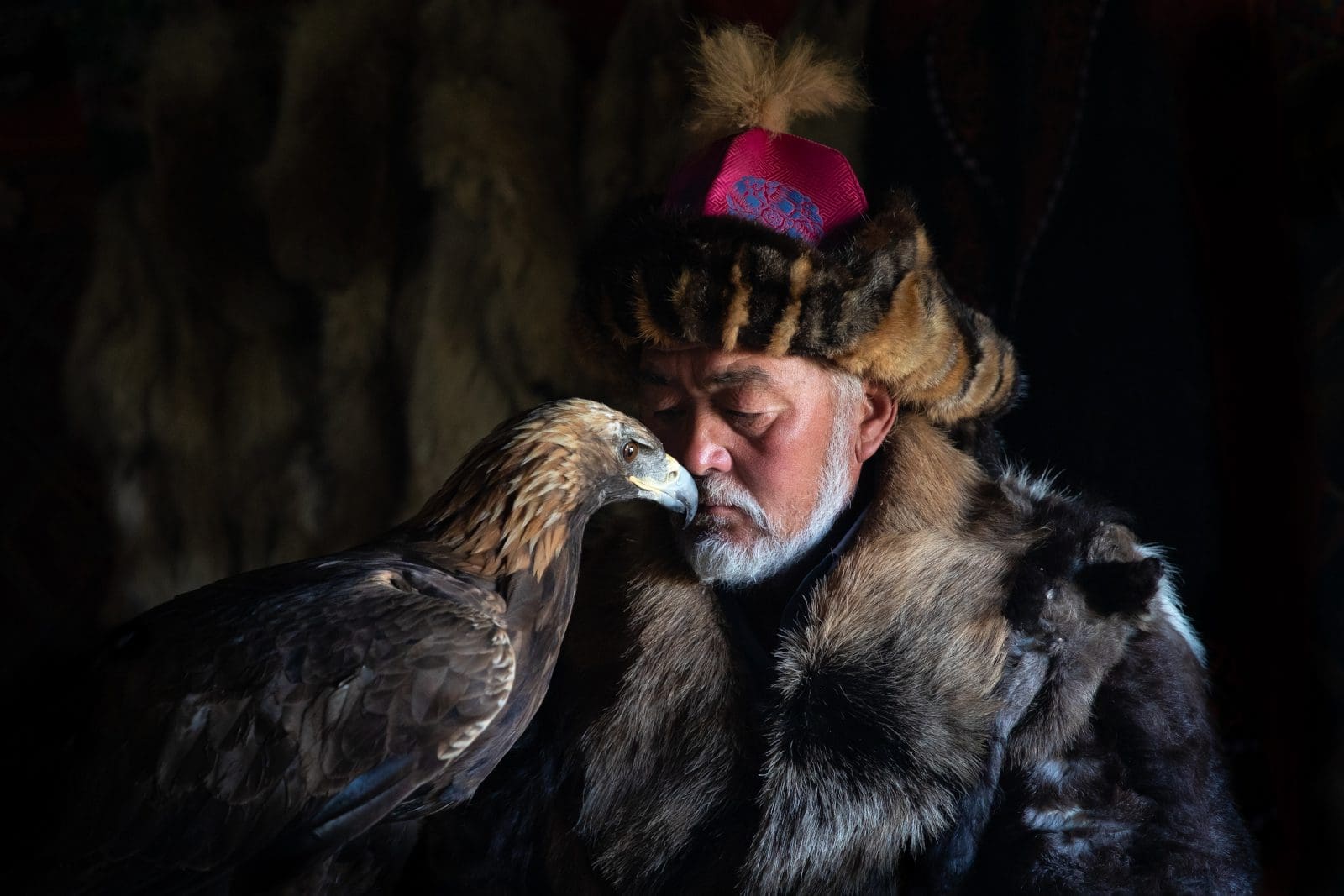 A sweet moment between an old kazakh eagle hunter and his majestic golden eagle indoors in dark traditional kazakh ger. Ulgii, Western Mongolia.