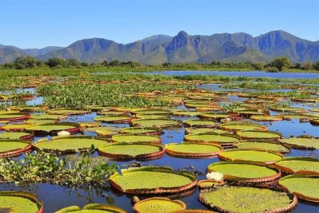 Giant Water Lilies, Pantanal National Park, Brazil shutterstock_1115839766