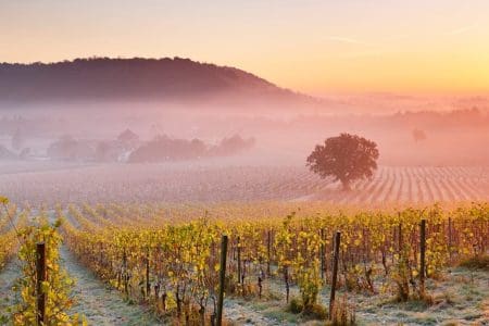 Denbies Opens First Vineyard Hotel