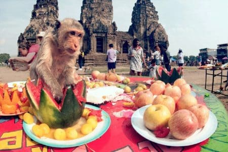 Monkey Buffet Festival Lopburi Thailand 2024