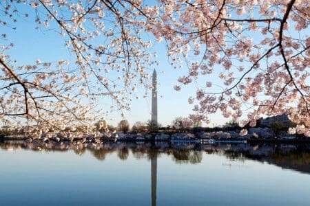 See Washington DC’s Cherry Blossom Festival