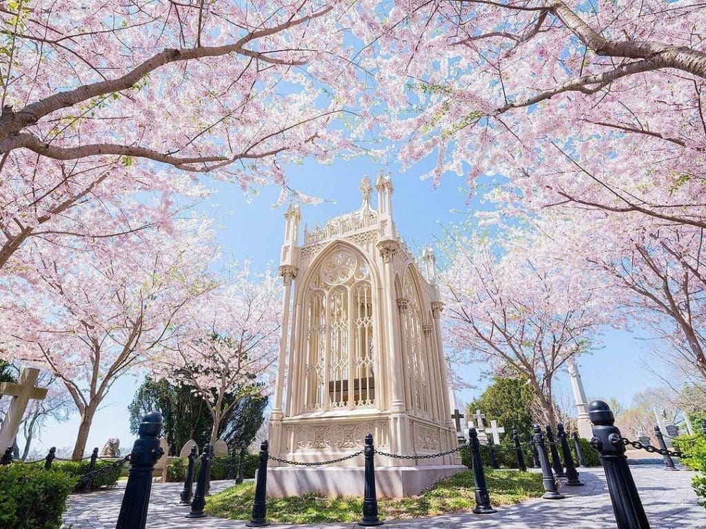 National Cherry Blossom Festival - Travel Begins at 40