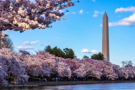 National Cherry Blossom Festival, Washington DC