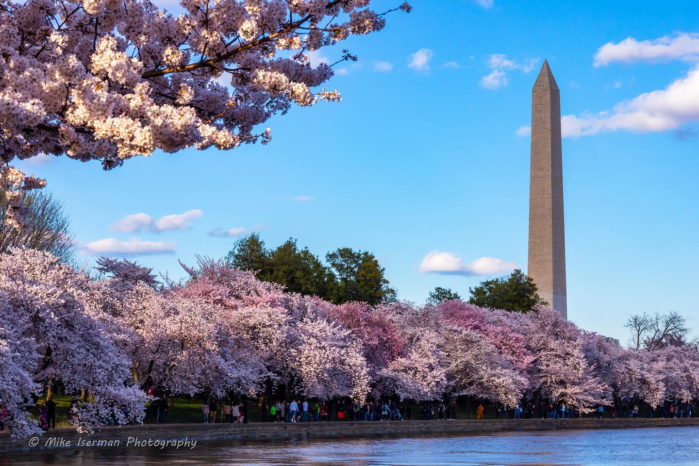 National Cherry Blossom Festival 2023 in Washington, D.C. Dates