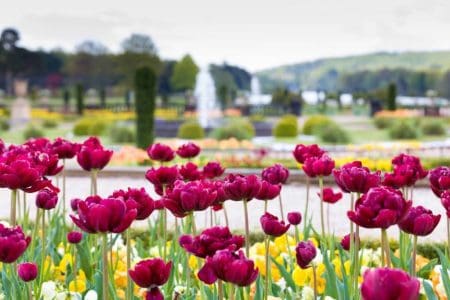 Trentham Spring Bulb Festival Bursts into Life