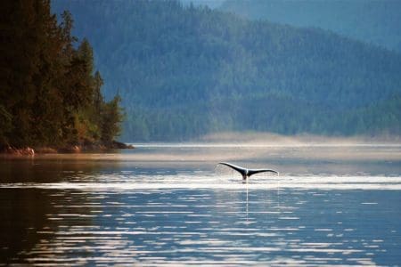 Canada – Western Canada – humpback whale