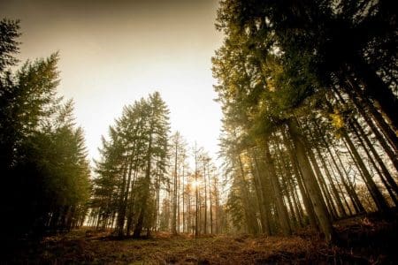 Forest of Dean.Picture by Clint Randall www.pixelprphotography.co.uk