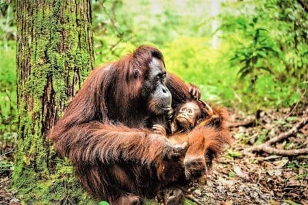 Wildlife Adventures Inspired by Our Planet