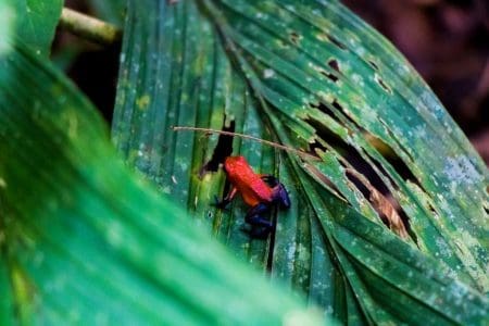 costa-rica-boca-tapada-wildlife-tree-frog @Rickshaw Travel