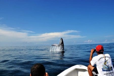 Join the Whale Watching in Costa Rica