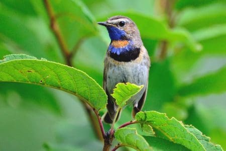 Enjoy Springtime Birdwatching in Latvia