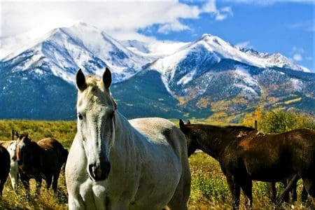 A curious horse grazes in the pastures near Buena Vista in fall