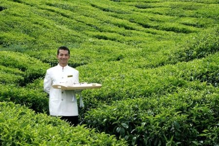 Losing Yourself in the Cameron Highlands 