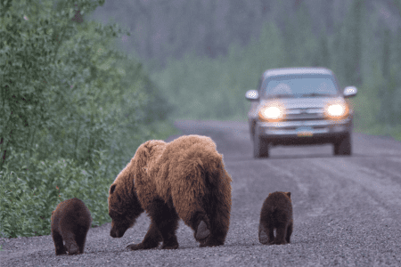 Discover the Wildlife of Yukon