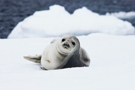 Discover the Wilderness of Antarctica