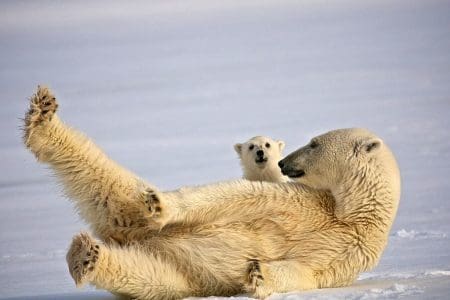 Encounter Svalbard Near the North Pole