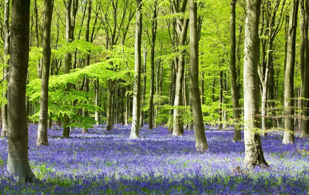 West Wood bluebells