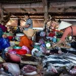 Freshly unloaded seafood at Hoi An market