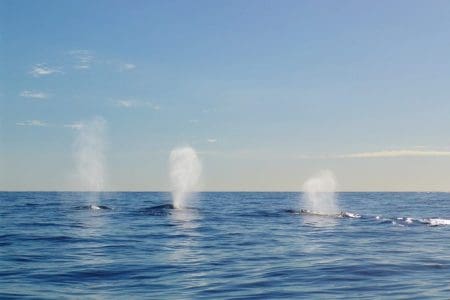 Journey of Humpback Whales in Mozambique