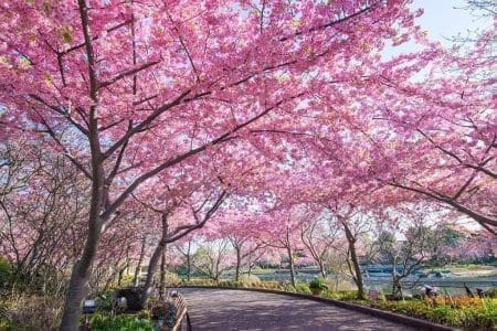 Explore Japan’s Cherry Blossoms