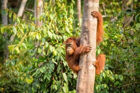 Follow Judi Dench’s Footsteps in Borneo