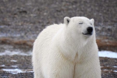 Snooty Polar Bear