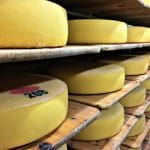 Swiss cheese maturing at the cheese dairy