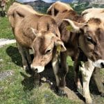 A bovine welcome in the Jungfrau Swiss Alps