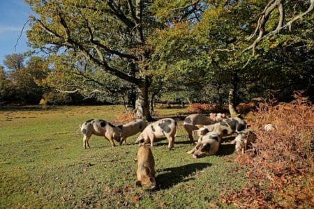 Witness the Annual Pig Pannage in the New Forest