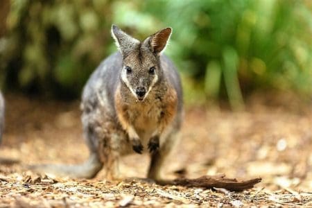 Luxury Eco-Retreat Opens at Sydney’s Taronga Zoo