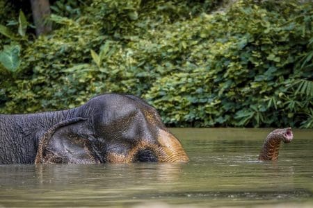 Ethical Feeding: Phuket Elephant Sanctuary