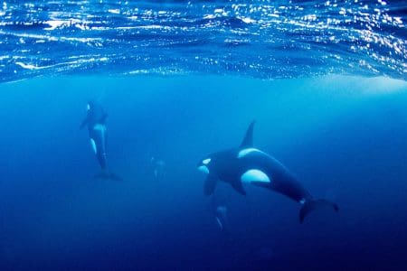 Swim with Orca in Nord-Troms Norway