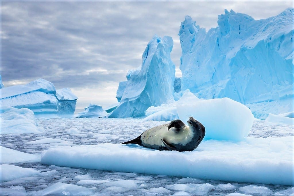 Crabeater Seal, Antarctica shutterstock_1094243873