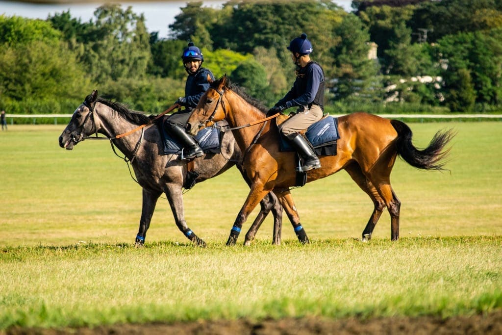 Discover Newmarket Gallops & Stud