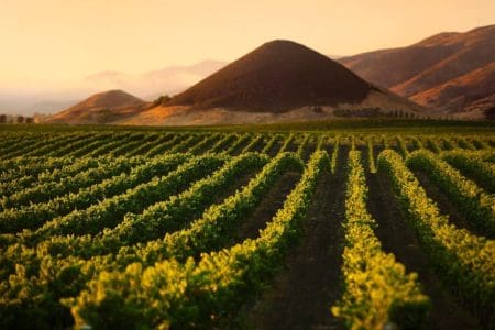 Think Outside the Box on a California Wine Trip