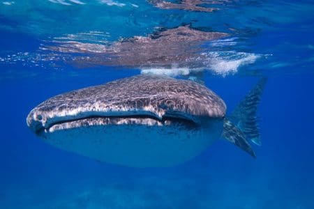 Watch Whale Sharks Off St Helena