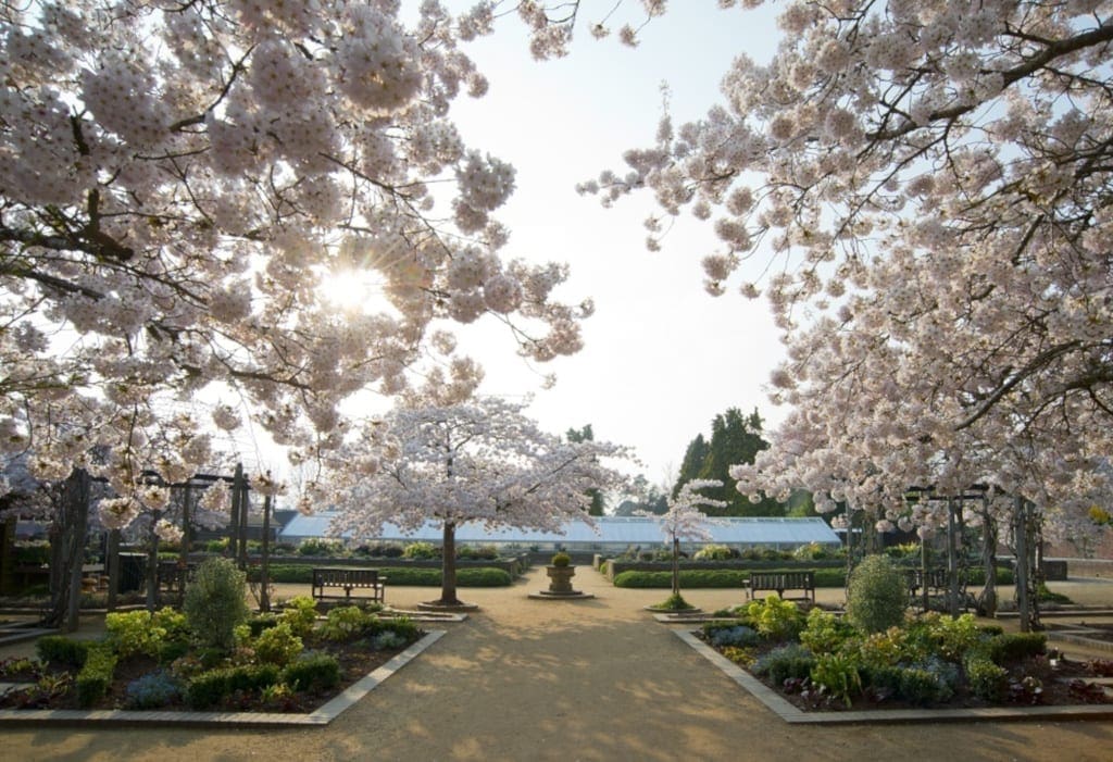 Spring blossoms at Blenheim