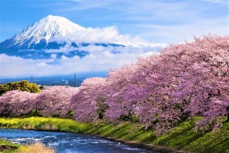 Japan’s Earliest Cherry Blossoms in Shizuoka