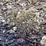 Life springs eternal in the Timanfaya National Park Lanzarote