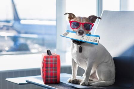 Airlines to Ban Emotional Support Animals?