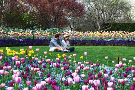 Dallas Blooms