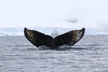 Raising Awareness on World Whale Day