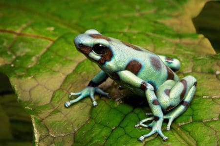 Green and Black Poison Arrow Frog, Panama, shutterstock_280497326