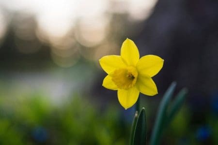 St David’s Day 2024, Wales, UK