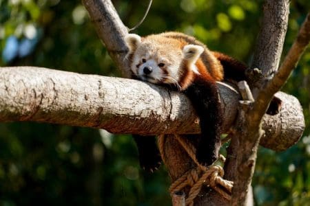 Marwell Zoo’s female red panda (Mei Mei) sunbathing in the Autumn sunshine – credit Marwell Wildlife