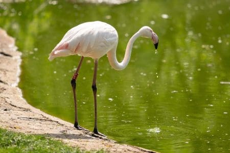 Thousands Tune in to Marwell Zoo’s Webcams