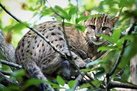 Fishing Cat in a tree