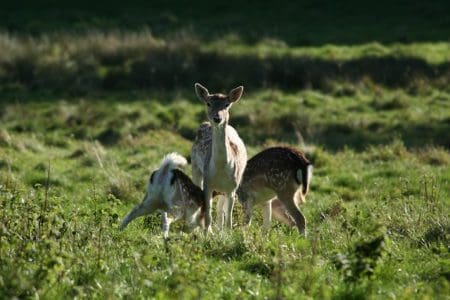 Forest Agencies Launch the New Forest Code