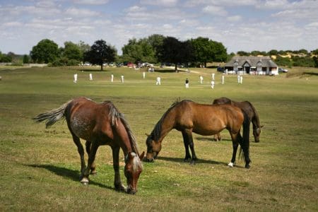 New Forest ponies at Bolton’s Bench, Lyndhurst